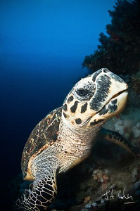 This turtle was quite happy to push against my dome port.... by Julian Cohen 